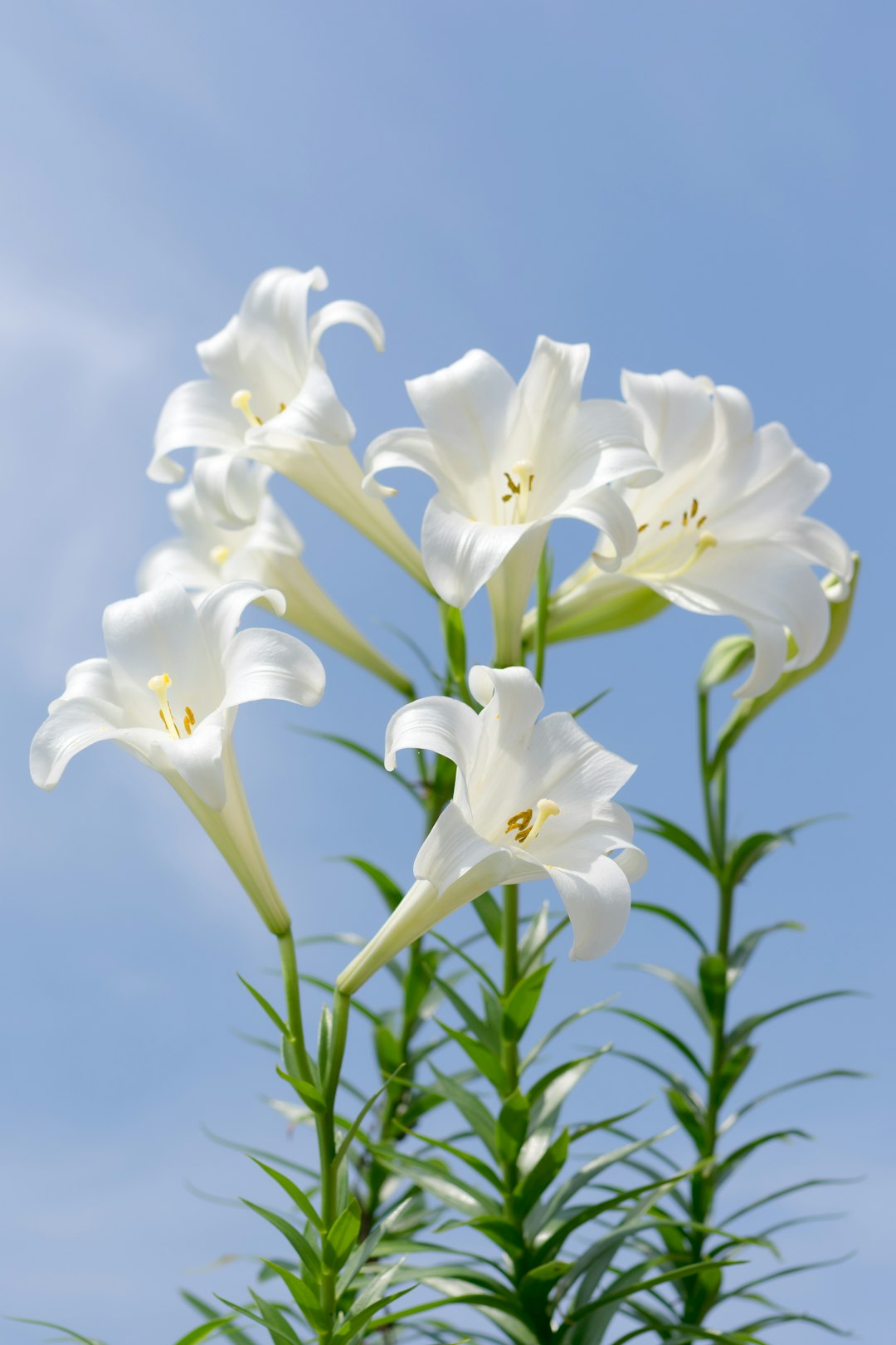 SMOKEHOUSE SPIRITUALITY~ ON THE SUNDAY AFTER 911 WE NEED LILIES