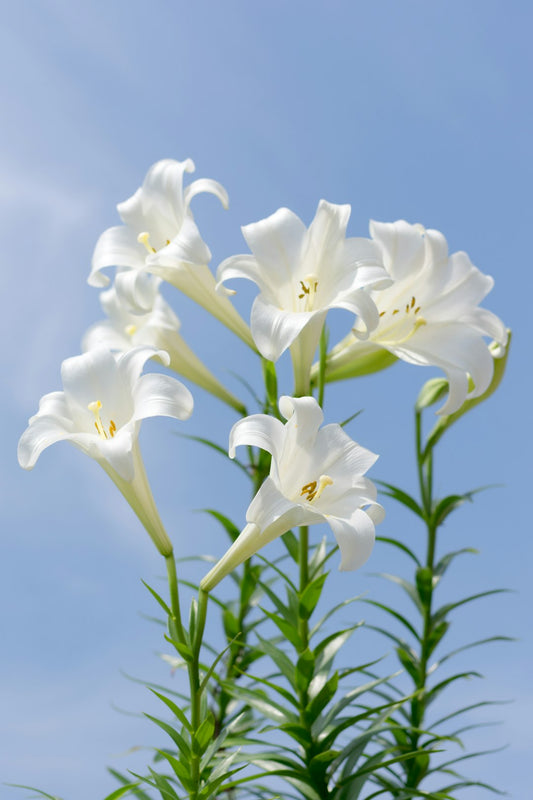 SMOKEHOUSE SPIRITUALITY~ ON THE SUNDAY AFTER 911 WE NEED LILIES