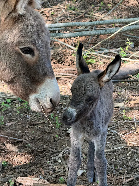 SUNRISE, SURPRISE, NUTMEG HAD A COLT